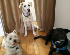 dogs